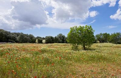 Blumenwiese auf Mallorca